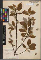 Foto von Salix caprea L.